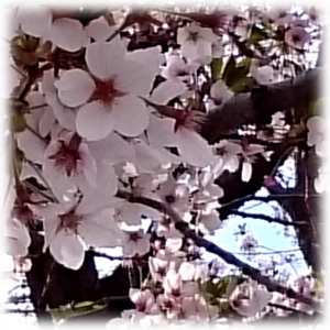 桜